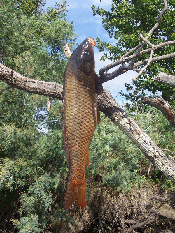 carp_snag_.jpg