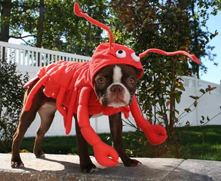 lobster-mutt.jpg