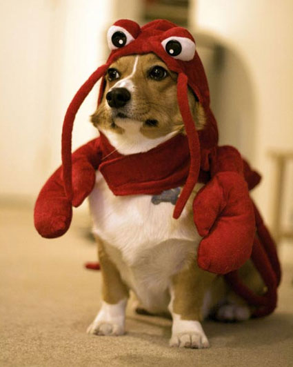 lobster dog.jpg