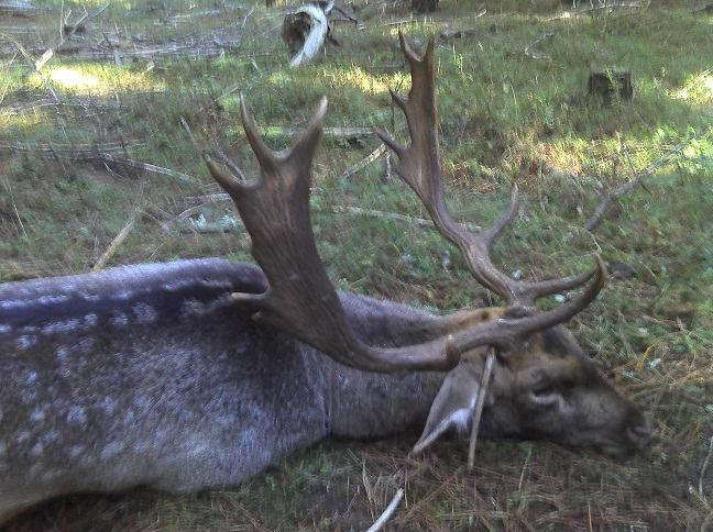 fallow buck 2012.jpg