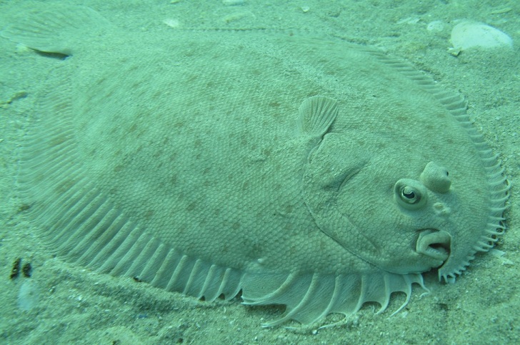 flounder1.jpg