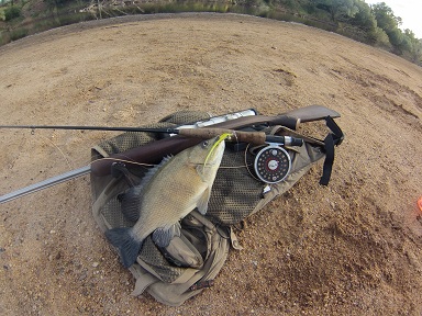 Black bream on fly.jpg