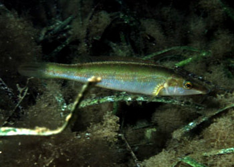 Grass Whiting Female.jpg