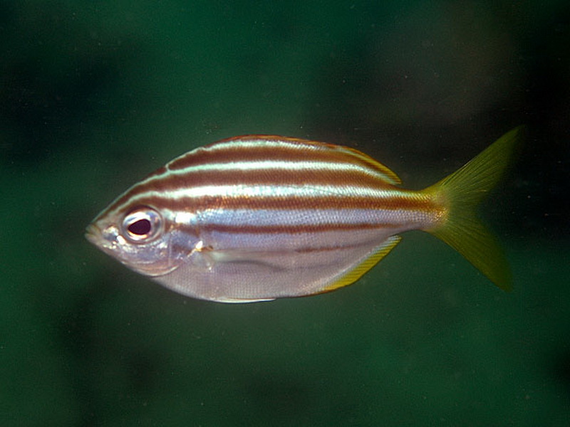 Mado(Atypichthys strigatus).jpg