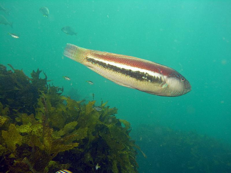 Maori Wrasse(Ophthalmolepis lineolata).jpg