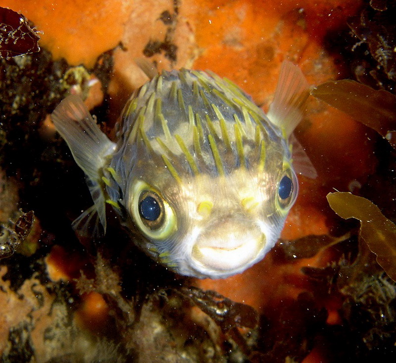 Porcupine Fish(Diodon nicthemerus).jpg