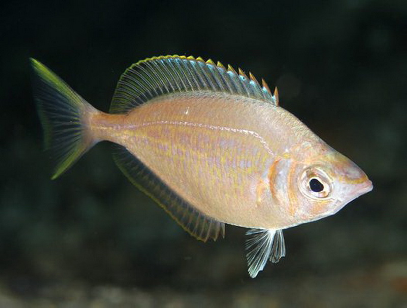Silverbelly(Parequula melbournensis).jpg