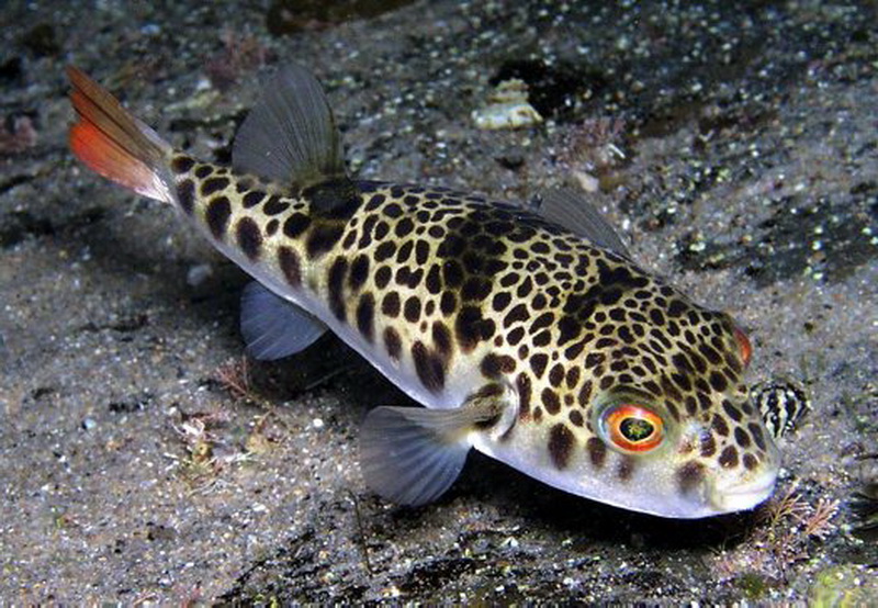 Smooth Toadfish(Tetractenos glaber).jpg
