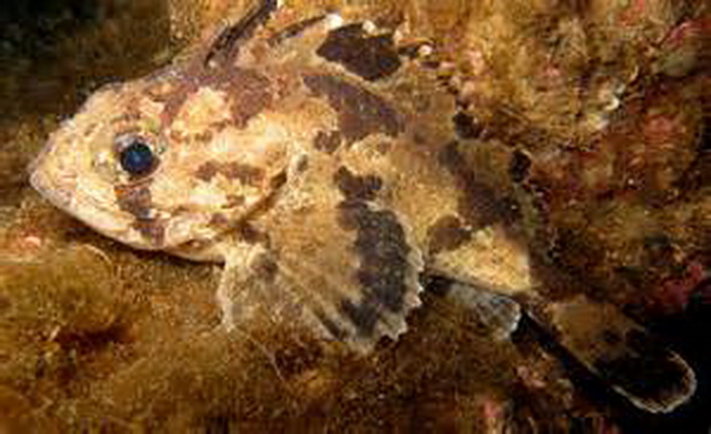 Soldier(Gymnapistes marmoratus).jpg