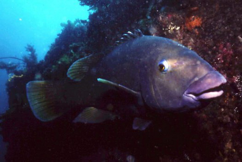 Western Blue Groper(Achoerodus gouldii).jpg