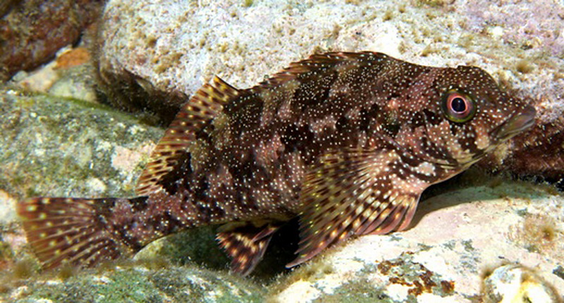 Western Kelpfish(Chironemus georgianus).jpg