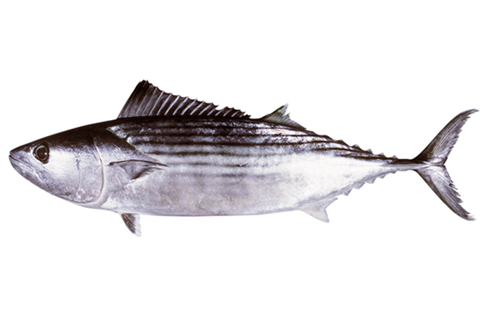 Bonito(Sarda australis).jpg