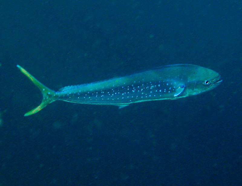 Dolphin Fish(Coryphaena hippurus).jpg