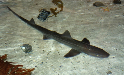 Gummy Shark(Mustelus antarcticus).jpg