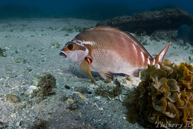 Red Morwong(Cheilodactylus fuscus).jpg