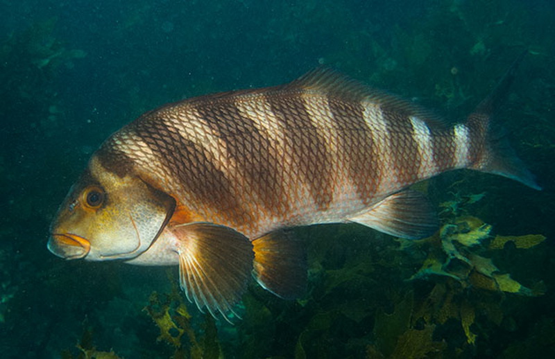 Banded Morwong(Cheilodactylus spectabilis).jpg