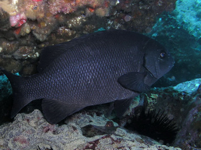 Black Drummer(Girella elevata).jpg