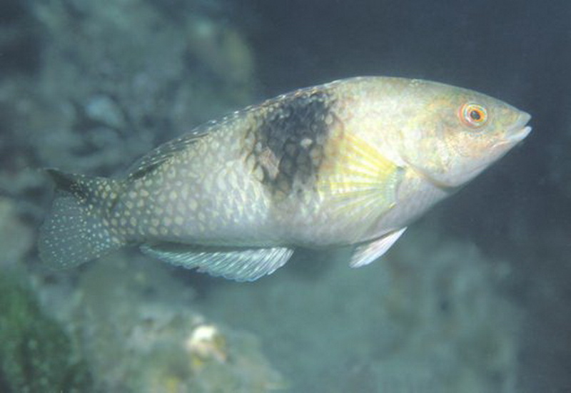 Bluethroat Parrotfish female.jpg