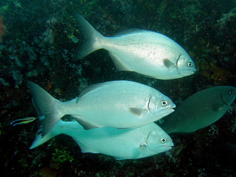 Silver Drummer(Kyphosus sydneyanus).jpg