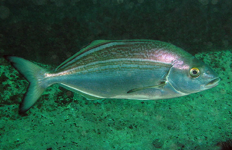 Bastard Trumpeter(Latridopsis forsteri).jpg