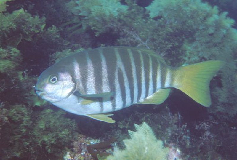 Zebrafish(Girella zebra).jpg