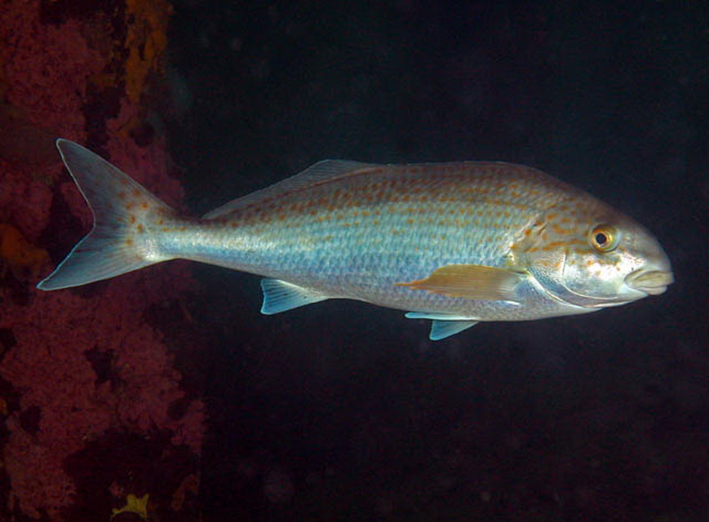 Dusky Morwong(Dactylophora nigricans).jpg