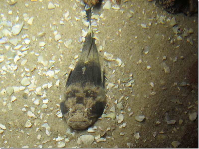 Common Stargazer(Kathetostoma laeve).jpg