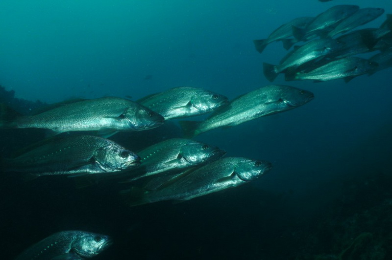 Mulloway(Argyrosomus Japonicus).jpg