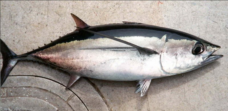 Albacore(Thunnus alalunga).jpg