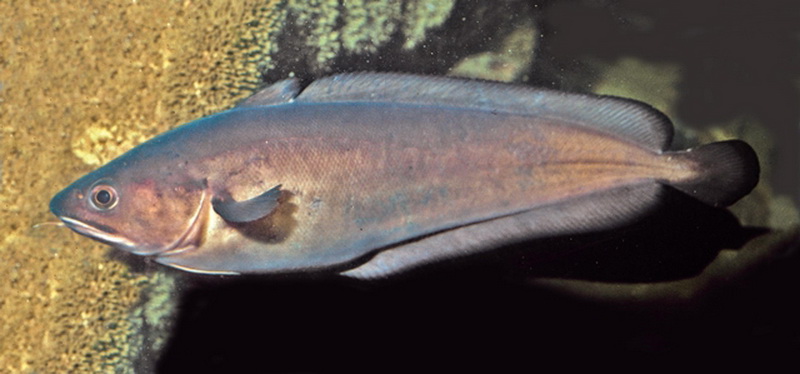 Bearded Rock Cod(Pseudophycis barbata).jpg