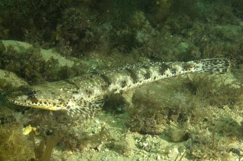 Rock Flathead(Platycephalus laevigatus).jpg