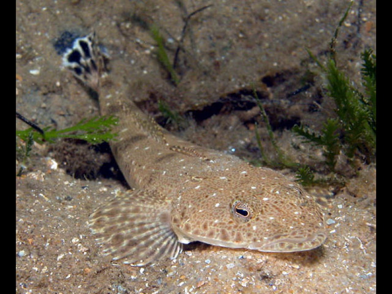 Sand Flathead(Platycephalus bassensis).jpg