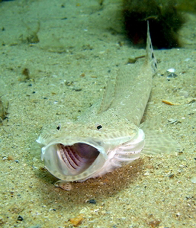 Southern Bluespotted Flathead(Platycephalus speculator).jpg