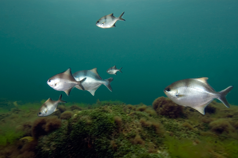 Sea Sweep(Scorpis aequipinnis).jpg