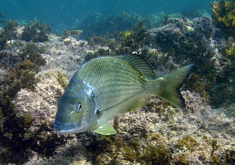 Yellowfin Bream(Acanthopagrus australis).jpg