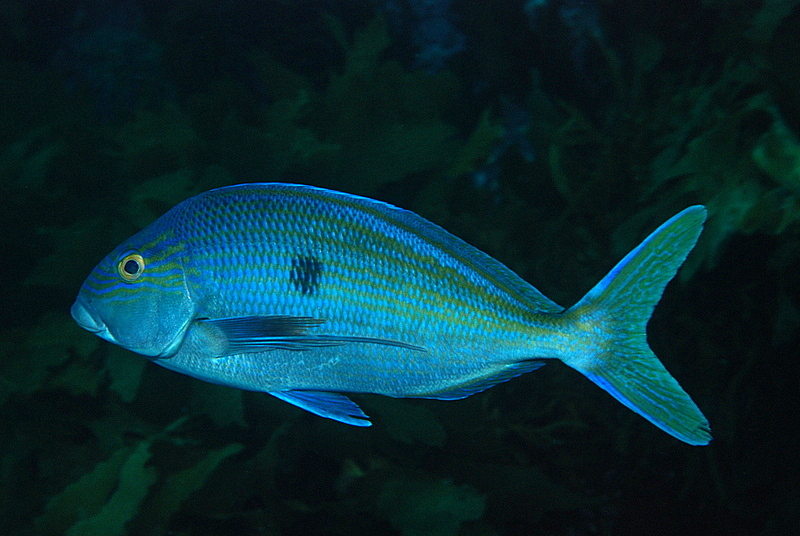 Queen Snapper(Nemadactylus valenciennesi).jpg