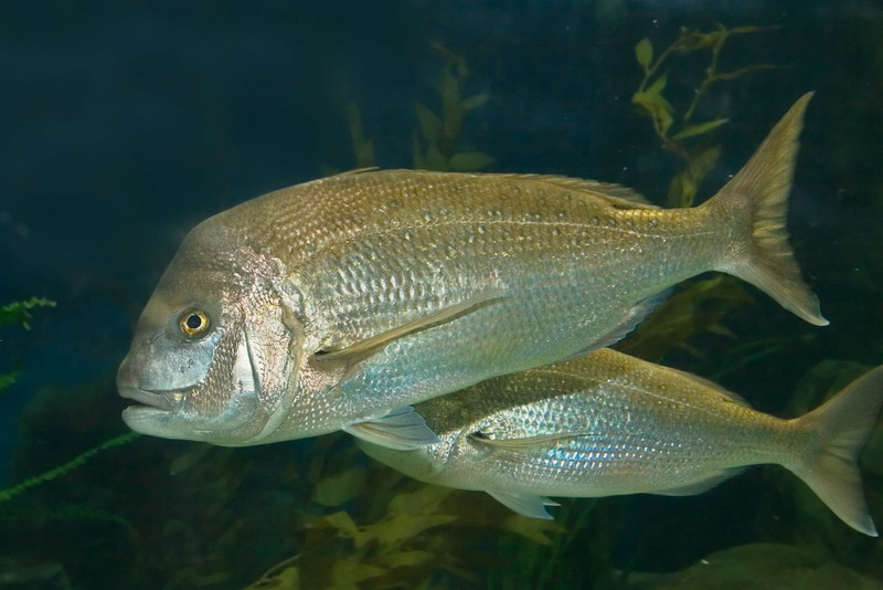 Snapper(Chrysophrys auratus).jpg