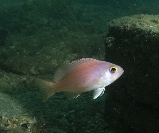 Barber Perch Female.jpg