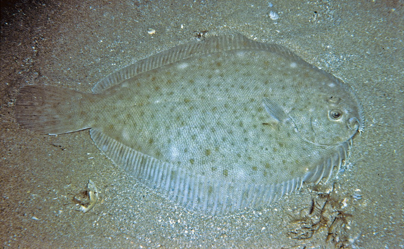 Spotted Flounder(Ammotretis lituratus).jpg