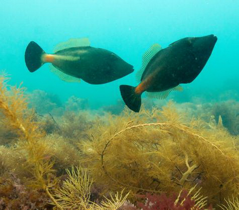 Orange tailed Leatherjacket(Meuschenia flavolineata).jpg