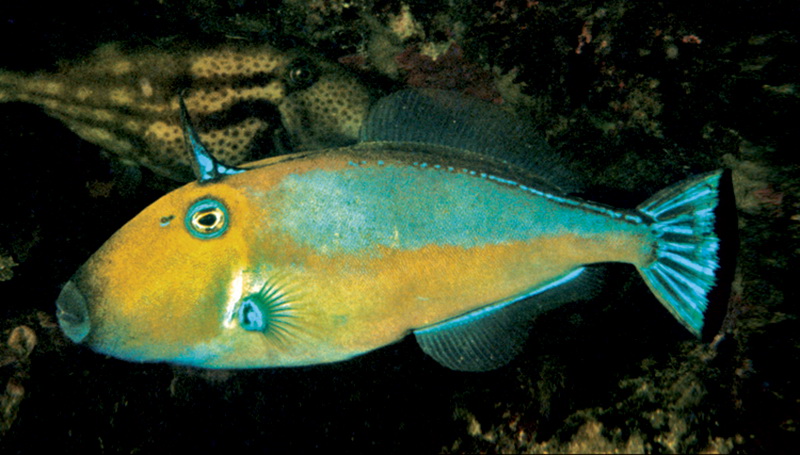 Southern Leatherjacket(MeuscheniaAustralis).jpg