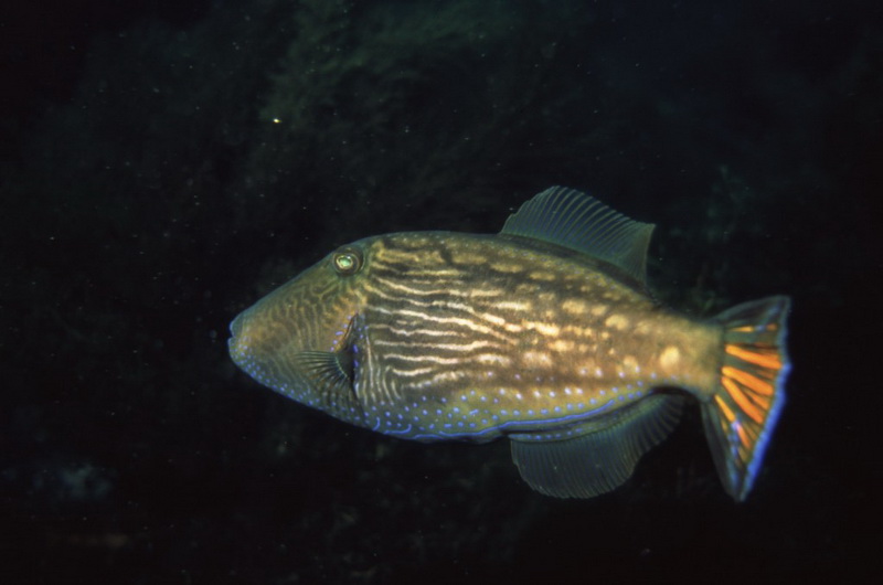 Lined Leatherjacket (Meuschenia Galii).jpg