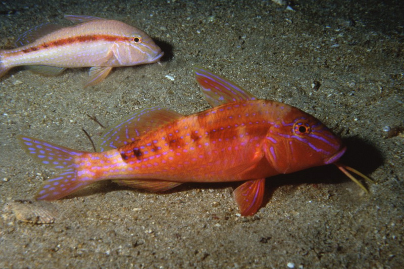 Red Mullet(Upeneichthys Vlamingii).jpg