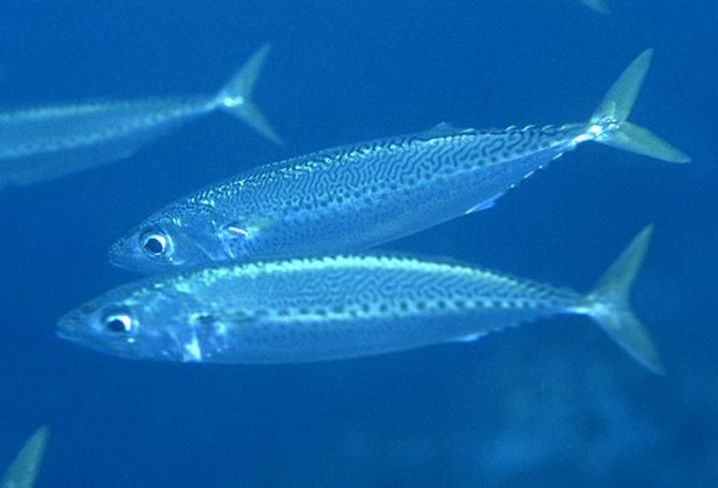 Slimy Mackerel(Scomber australasicus).jpg