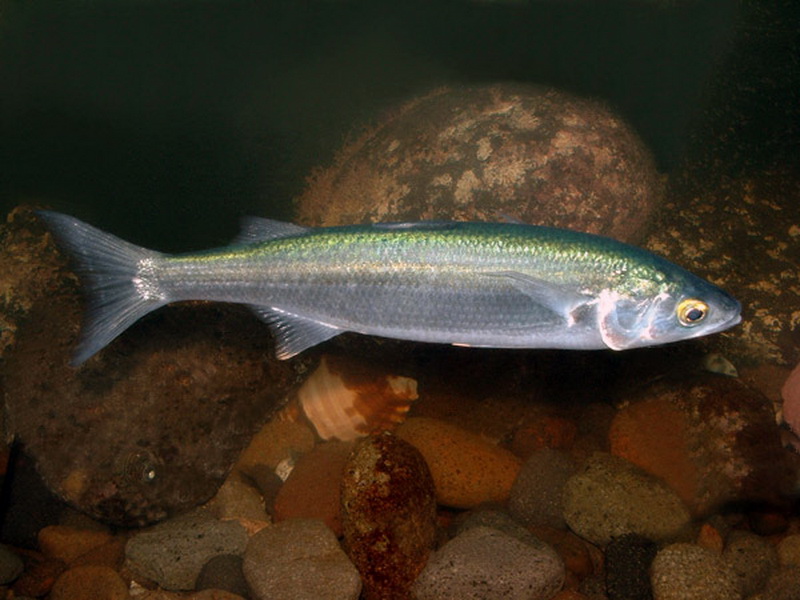 Yelloweye Mullet(Aldrichetta forsteri).jpg