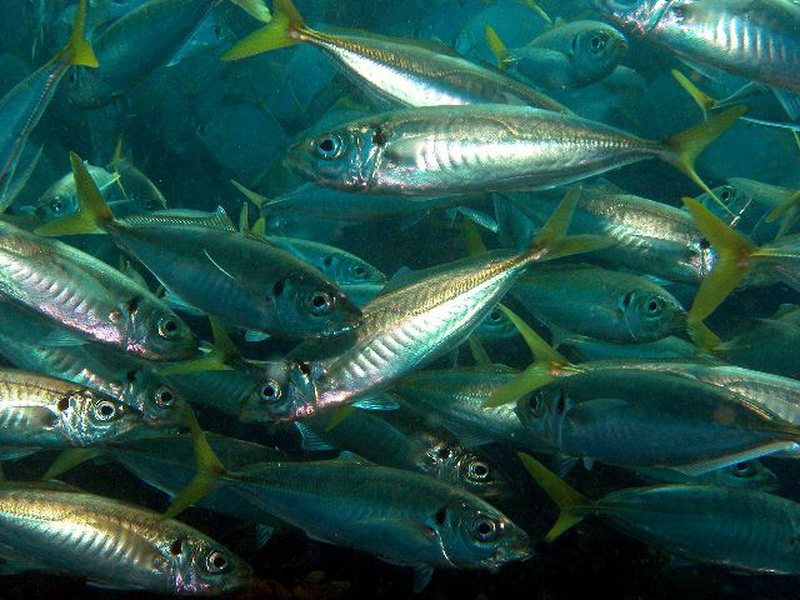 Yellowtail Scad(Trachurus novaezelandiae).jpg