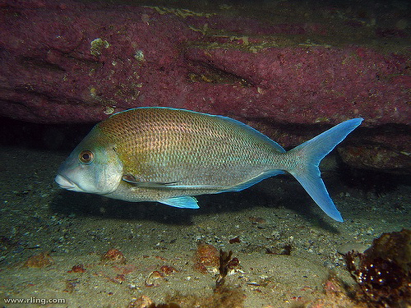 Blue Morwong(nemadactylus douglasii).jpg