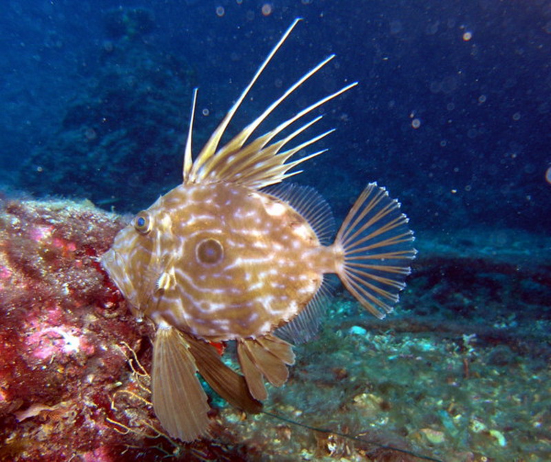 John Dory(Zeus Faber).jpg