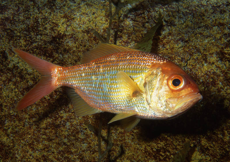 Nannygai(Centroberyx affinis).jpg