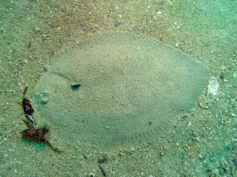 Black Sole(Brachirus nigra).jpg